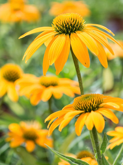 Jeżówka Echinacea 'Lakota Yellow'