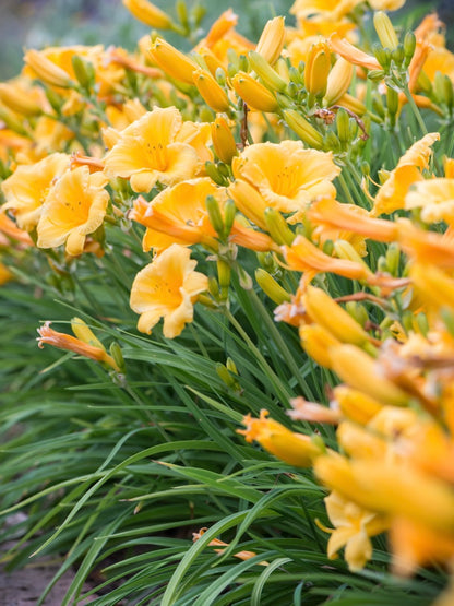 Liliowiec ogrodowy Hemerocallis 'Stella d'Oro'