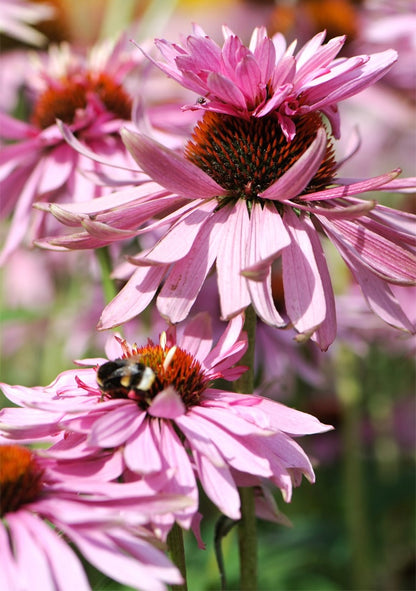 Jeżówka purpurowa 'Doubledecker'