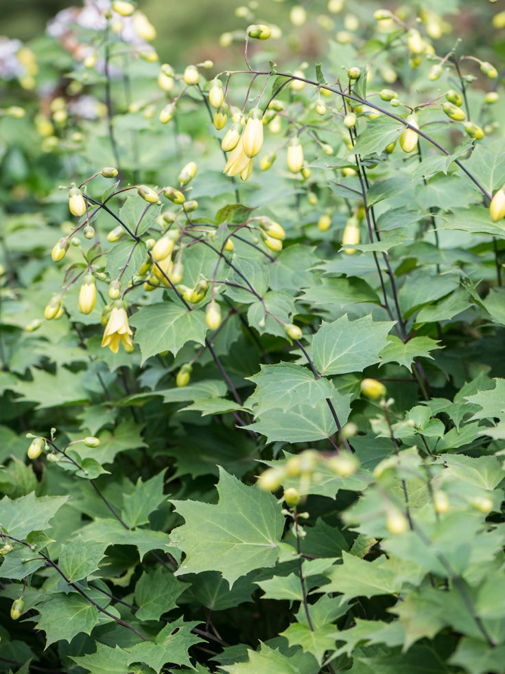 Kirengeszoma dłoniasta Kirengeshoma palmata