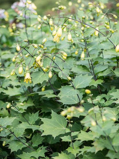 Kirengeszoma dłoniasta Kirengeshoma palmata