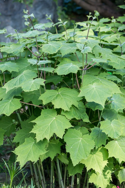 Kirengeszoma dłoniasta Kirengeshoma palmata