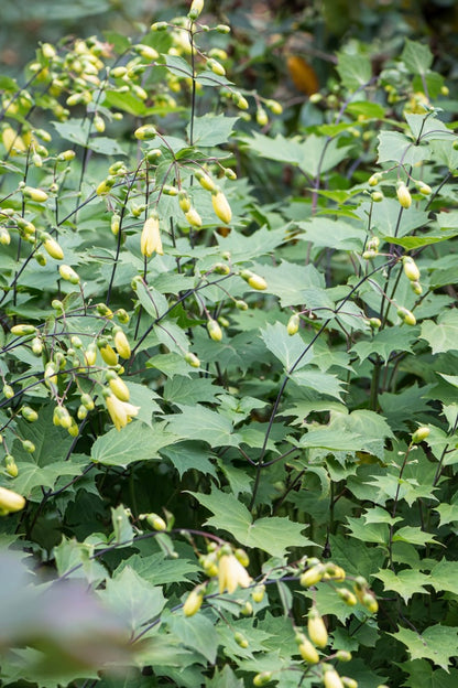 Kirengeszoma dłoniasta Kirengeshoma palmata