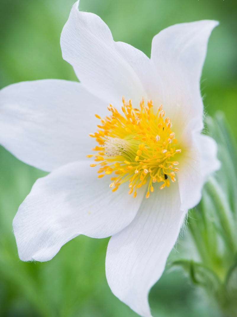 Sasanka zwyczajna Pulsatilla vulgaris 'Pulsar White'