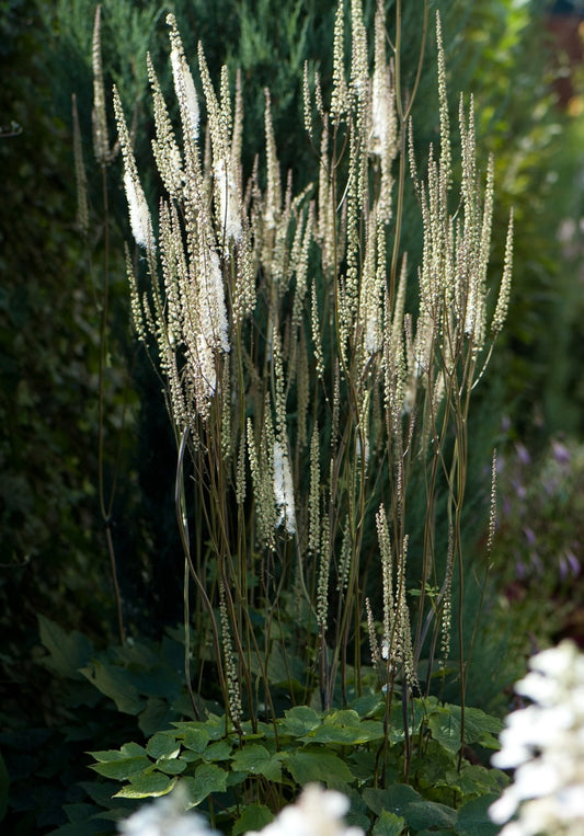 Pluskwica sercolistna Actaea racemosa var. cordifolia