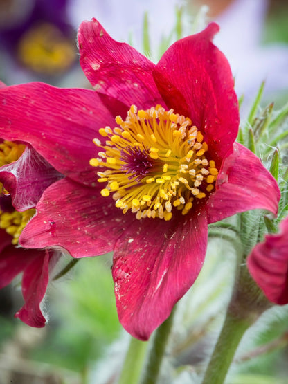 Sasanka zwyczajna Pulsatilla vulgaris 'Pulsar Red Shades'
