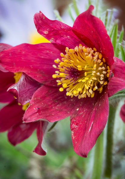 Sasanka zwyczajna Pulsatilla vulgaris 'Pulsar Red Shades'