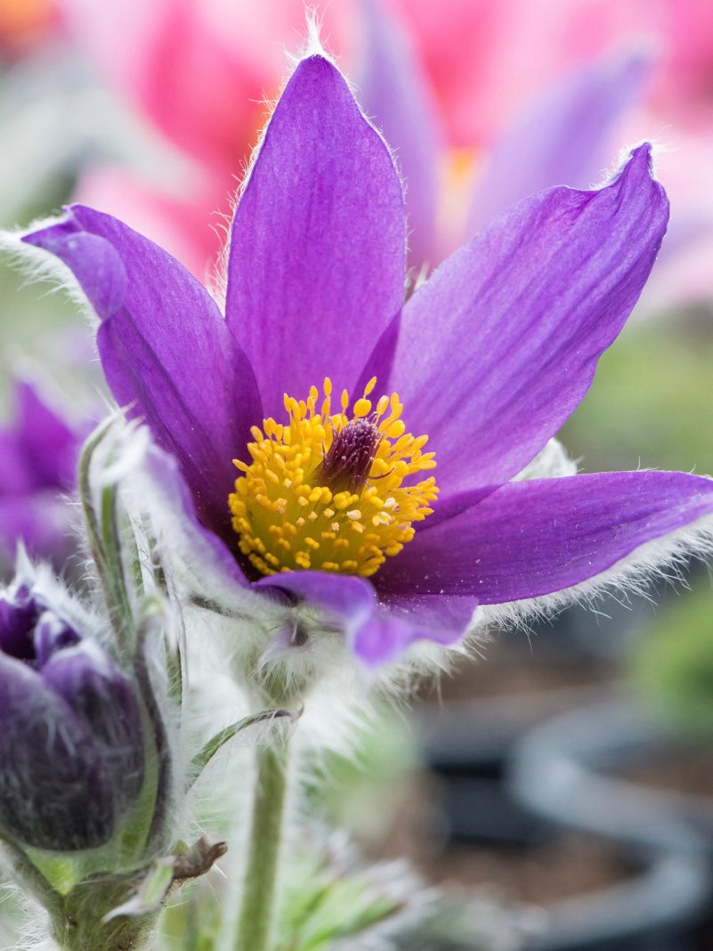 Sasanka zwyczajna Pulsatilla vulgaris 'Pulsar Violet Shades'
