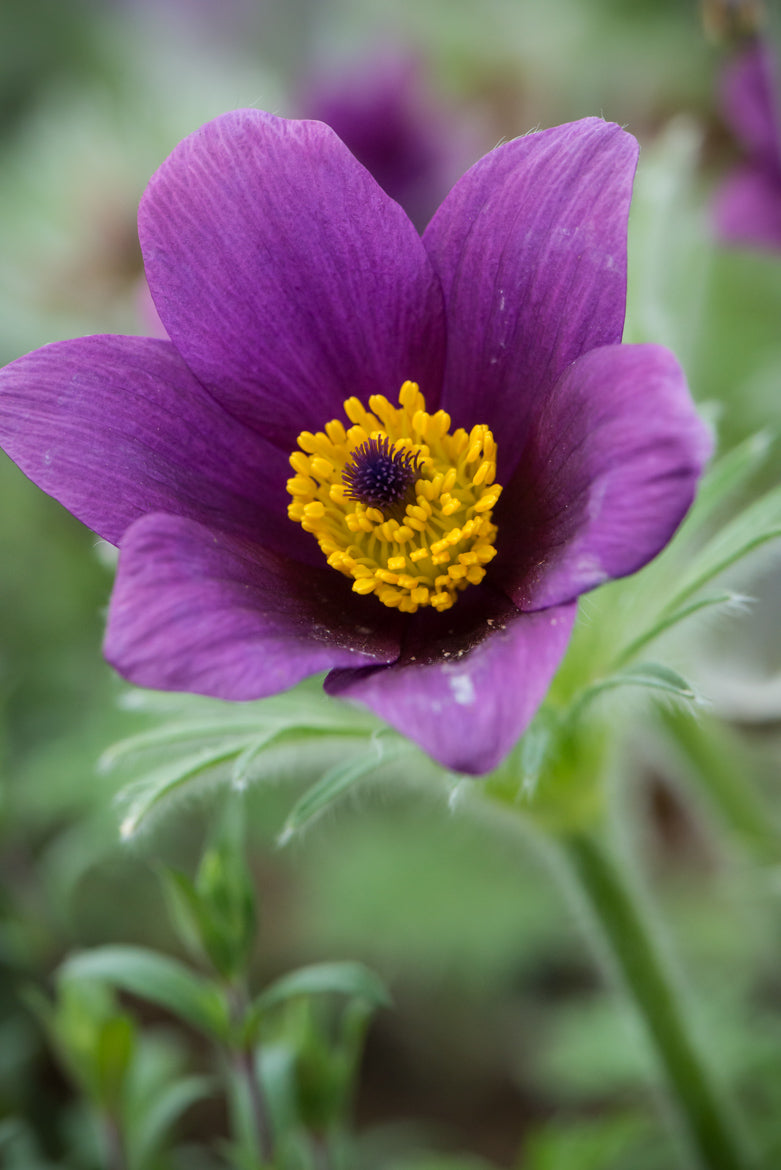 Sasanka zwyczajna Pulsatilla vulgaris 'Pulsar Violet Shades'