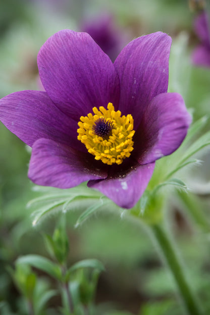 Sasanka zwyczajna Pulsatilla vulgaris 'Pulsar Violet Shades'