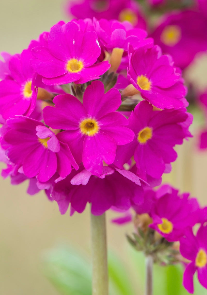 Pierwiosnek ząbkowany Primula denticulata 'Prom Deep Rose'