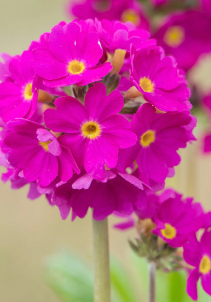 Pierwiosnek ząbkowany Primula denticulata 'Prom Deep Rose'