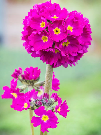 Pierwiosnek ząbkowany Primula denticulata 'Prom Deep Rose'