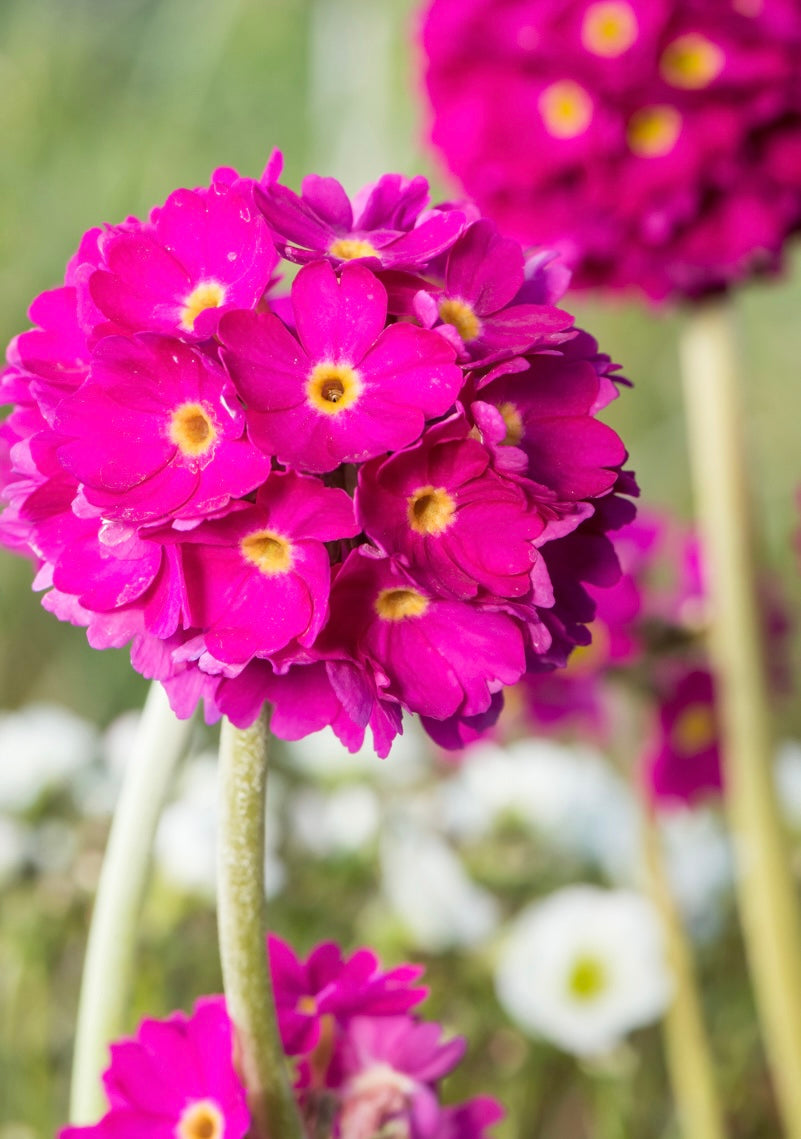 Pierwiosnek ząbkowany Primula denticulata 'Prom Deep Rose'