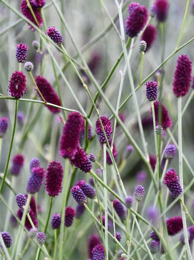 Krwiściąg lekarski Sanguisorba officinalis 'Plum Drops'