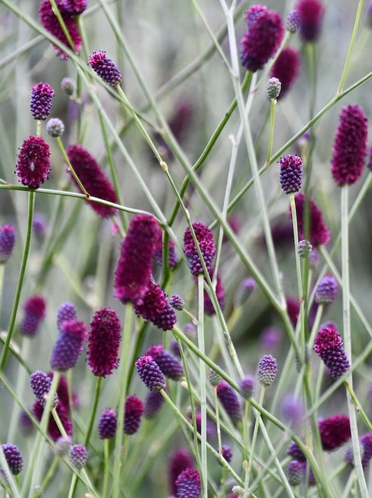 Krwiściąg lekarski Sanguisorba officinalis 'Plum Drops'