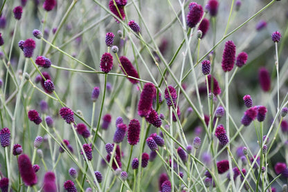Krwiściąg lekarski Sanguisorba officinalis 'Plum Drops'