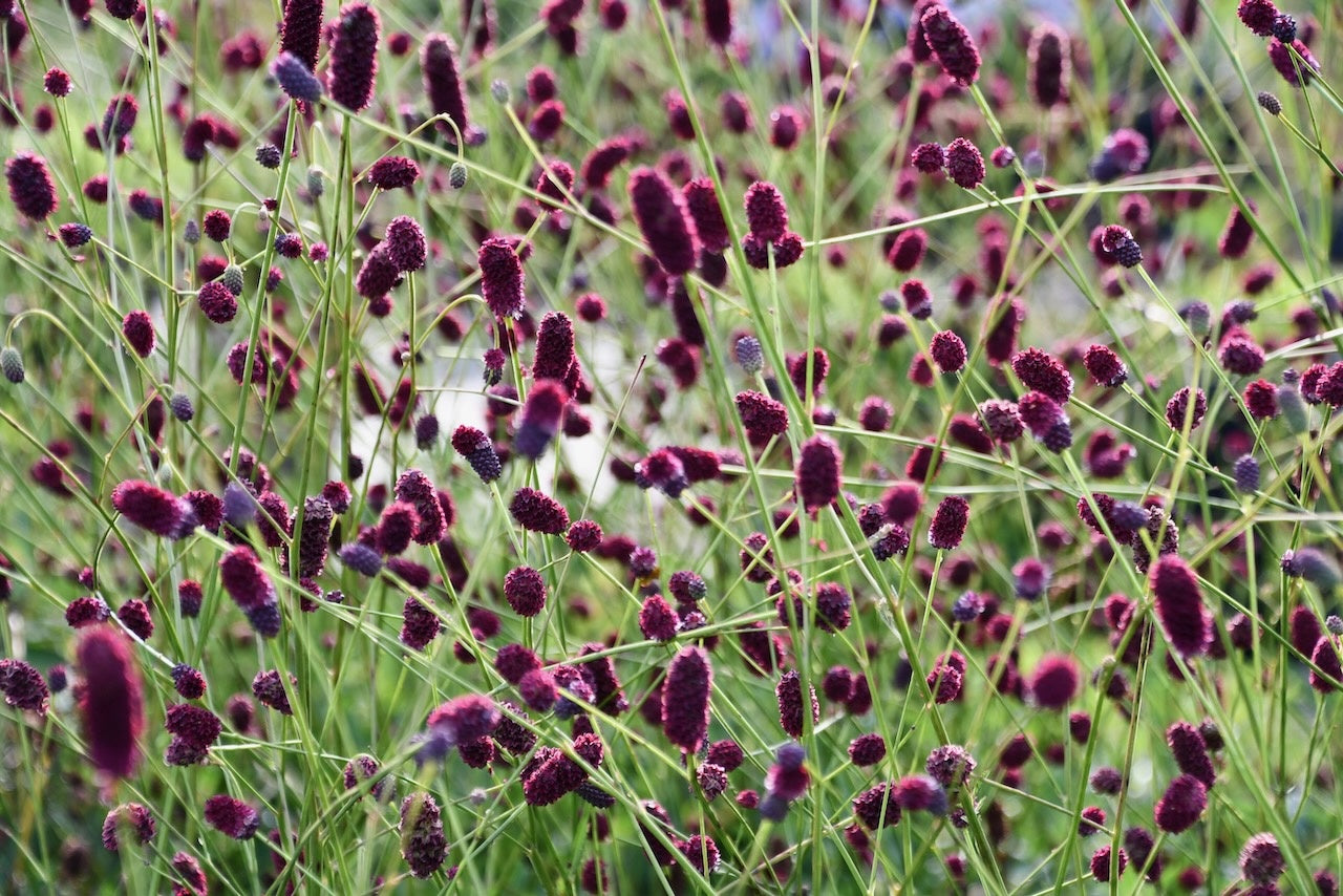 Krwiściąg lekarski Sanguisorba officinalis 'Plum Drops'