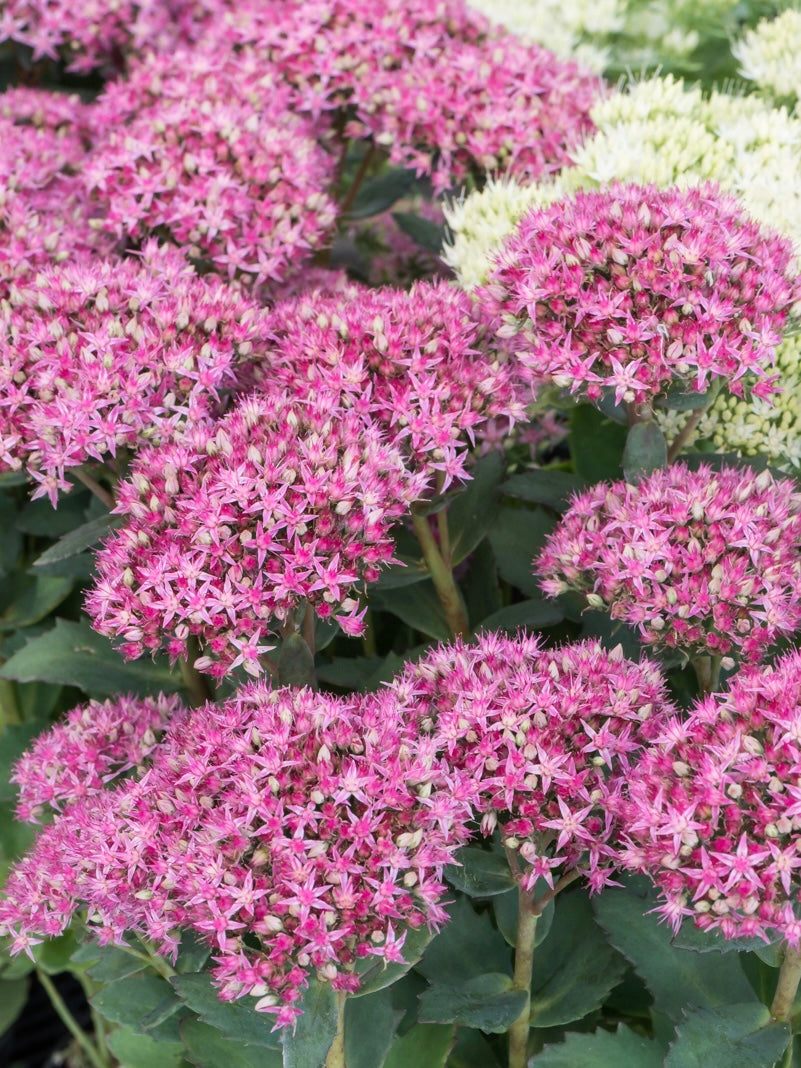 Rozchodnik karpacki Sedum telephium 'Carl'