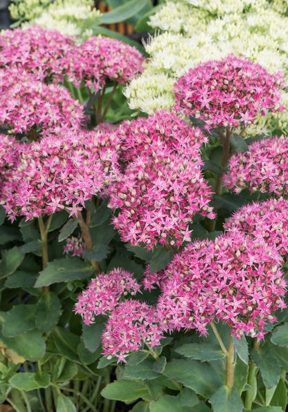 Rozchodnik karpacki Sedum telephium 'Carl'