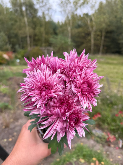 Chryzantema średniokwiatowa Chrysanthemum 'Artistic Jeff Pink'