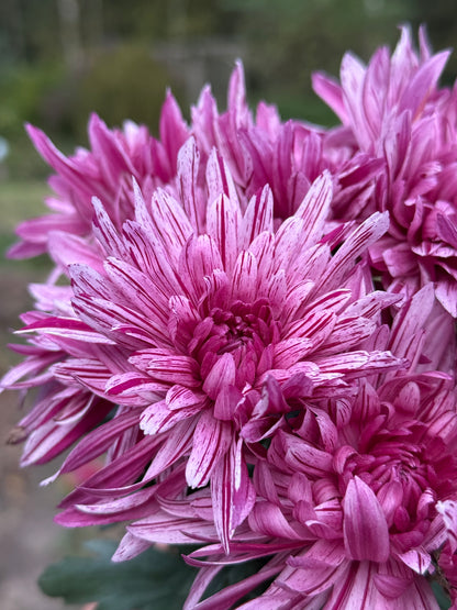 Chryzantema średniokwiatowa Chrysanthemum 'Artistic Jeff Pink'
