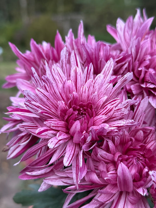Chryzantema średniokwiatowa Chrysanthemum 'Artistic Jeff Pink'