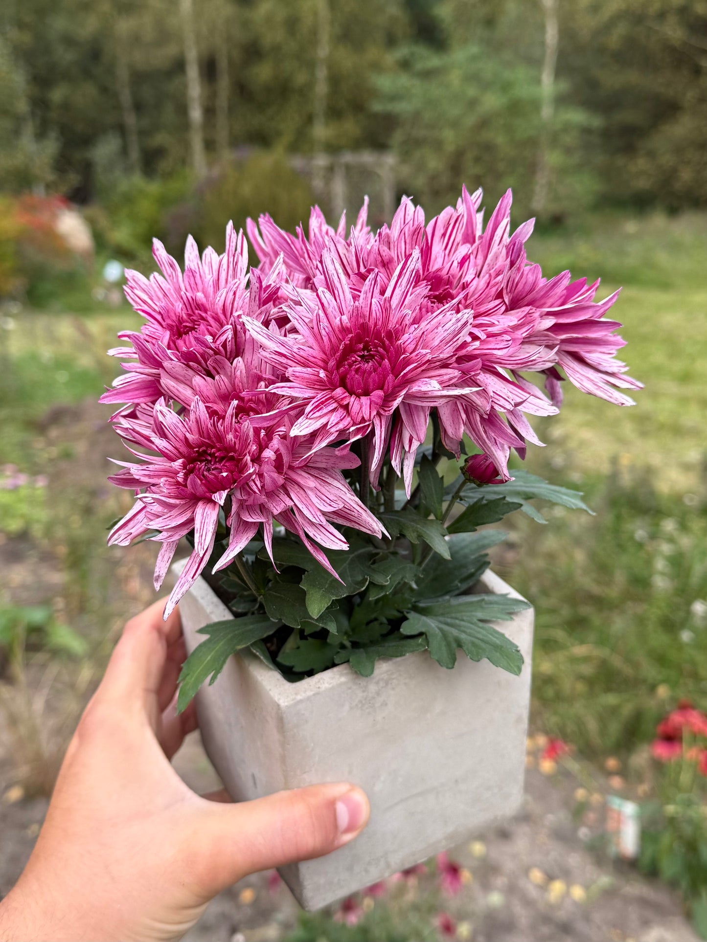 Chryzantema średniokwiatowa Chrysanthemum 'Artistic Jeff Pink'