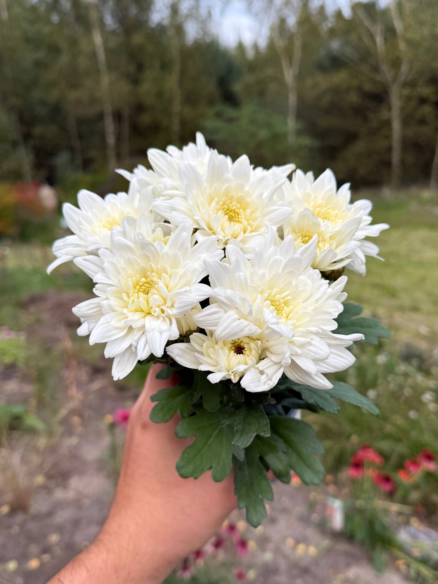 Chryzantema średniokwiatowa Chrysanthemum 'Curuba White'