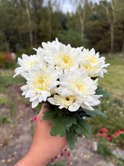 Chryzantema średniokwiatowa Chrysanthemum 'Curuba White'