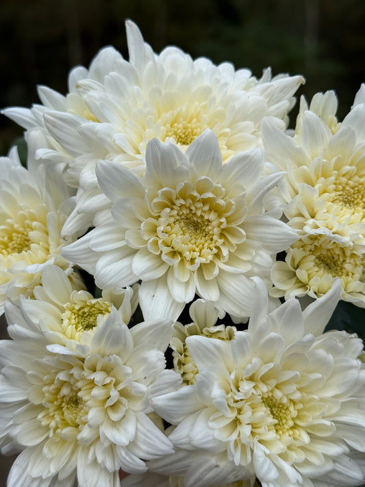 Chryzantema średniokwiatowa Chrysanthemum 'Curuba White'