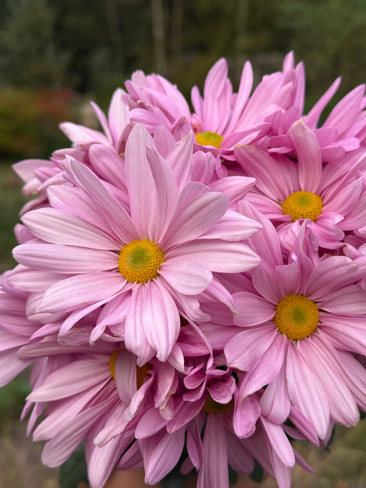 Chryzantema średniokwiatowa Chrysanthemum 'Jackson Pink'
