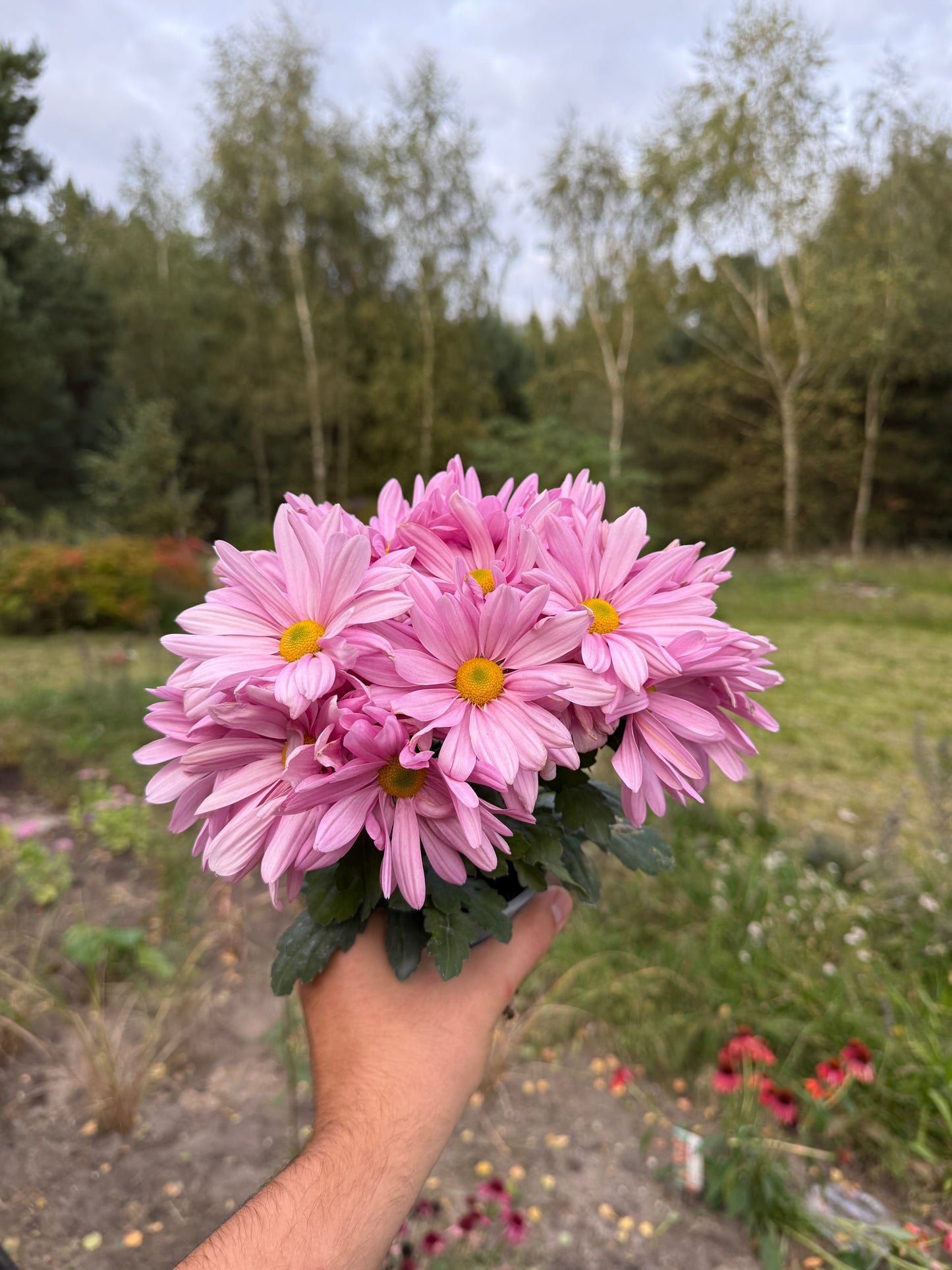 Chryzantema średniokwiatowa Chrysanthemum 'Jackson Pink'