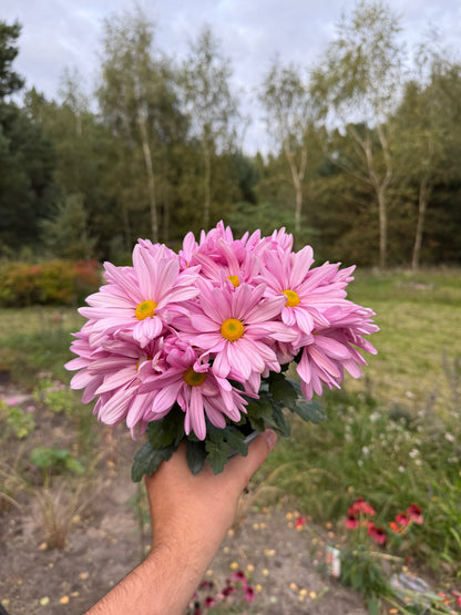 Chryzantema średniokwiatowa Chrysanthemum 'Jackson Pink'