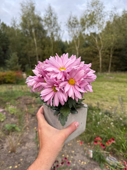 Chryzantema średniokwiatowa Chrysanthemum 'Jackson Pink'