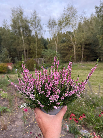 Wrzos zwyczajny Calluna vulgaris 'Monique'