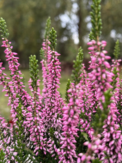 Wrzos zwyczajny Calluna vulgaris 'Monique'