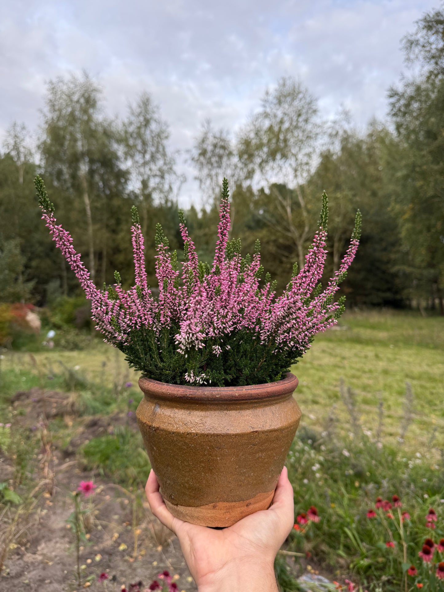 Wrzos zwyczajny Calluna vulgaris 'Monique'
