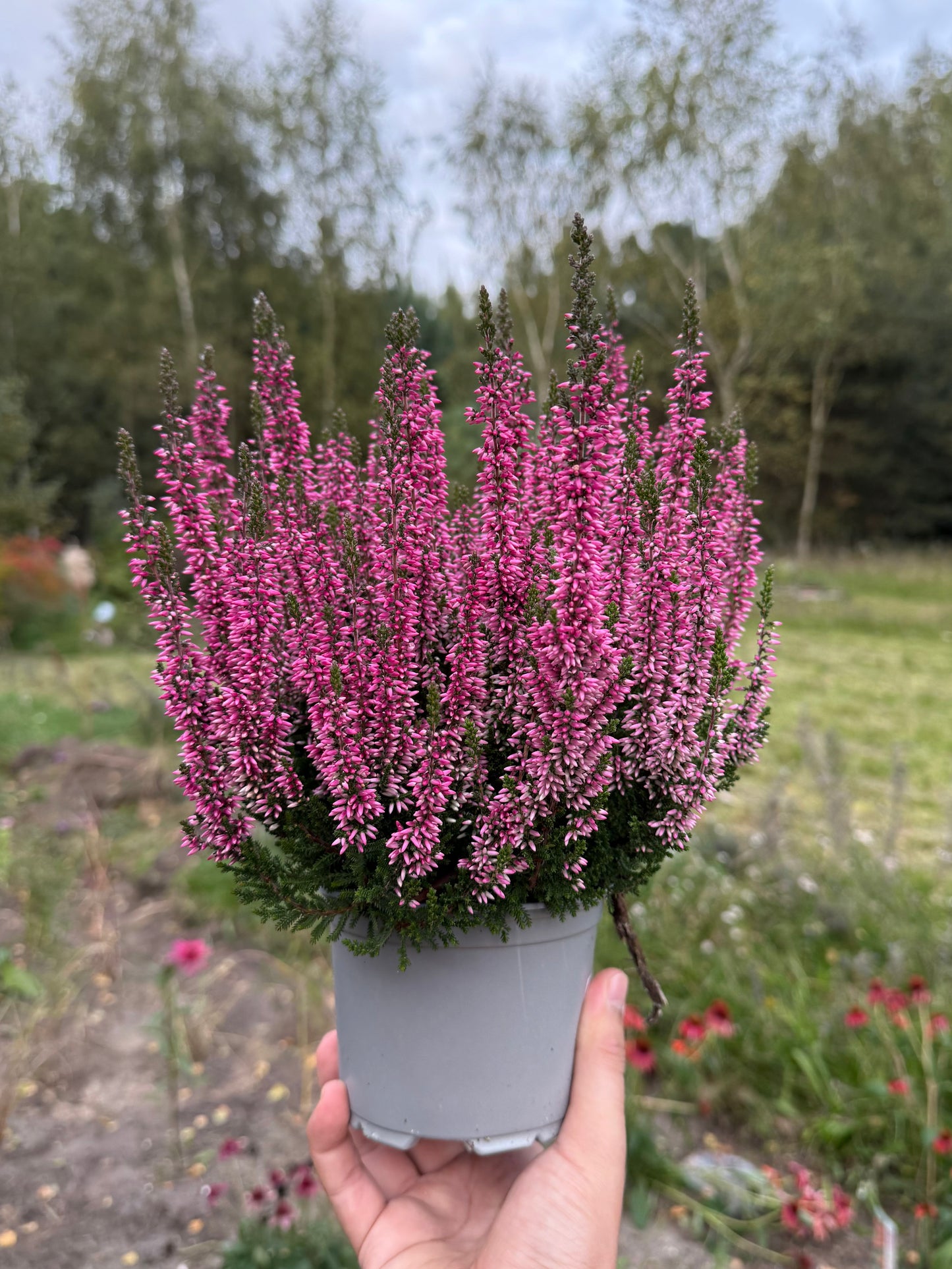 Wrzos zwyczajny Calluna vulgaris 'Marta'