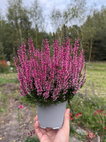 Wrzos zwyczajny Calluna vulgaris 'Marta'