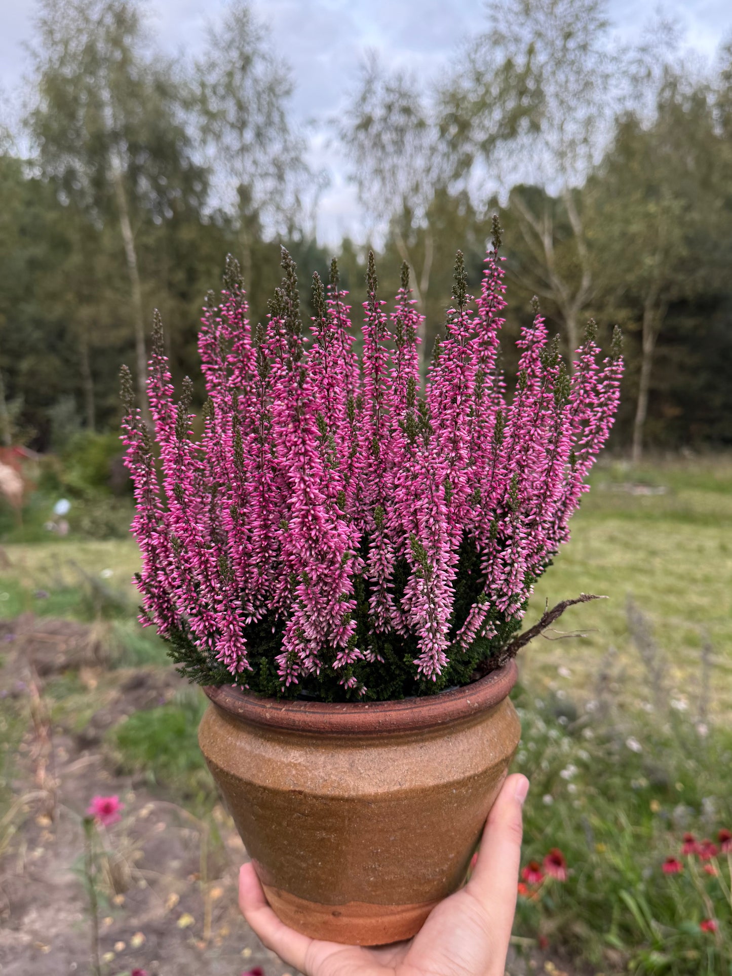Wrzos zwyczajny Calluna vulgaris 'Marta'