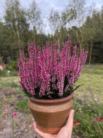 Wrzos zwyczajny Calluna vulgaris 'Marta'