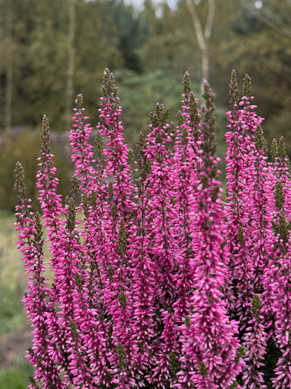 Wrzos zwyczajny Calluna vulgaris 'Marta'