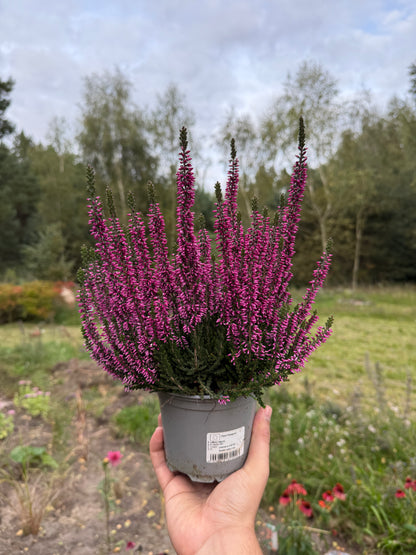 Wrzos zwyczajny Calluna vulgaris 'Lyna'