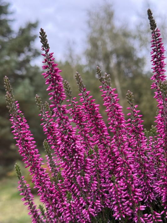 Wrzos zwyczajny Calluna vulgaris 'Lyna'