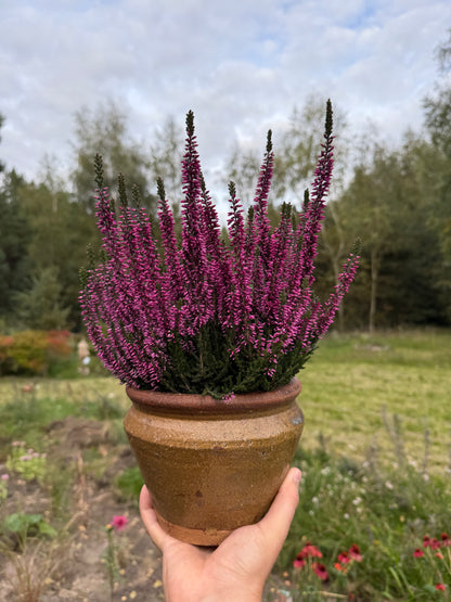 Wrzos zwyczajny Calluna vulgaris 'Lyna'