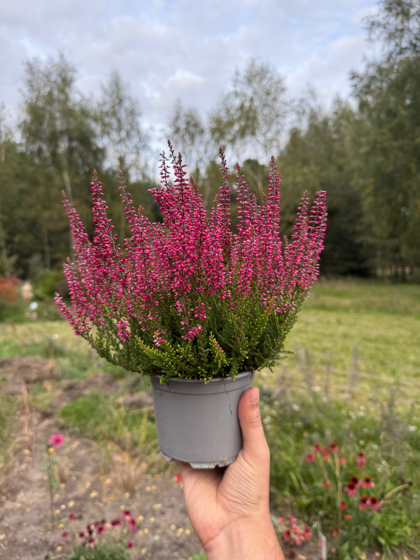 Wrzos zwyczajny Calluna vulgaris 'Selly'
