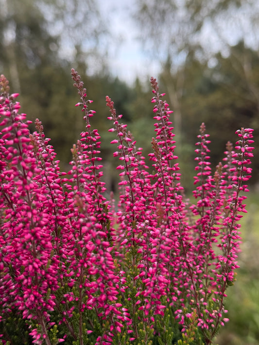 Wrzos zwyczajny Calluna vulgaris 'Selly'