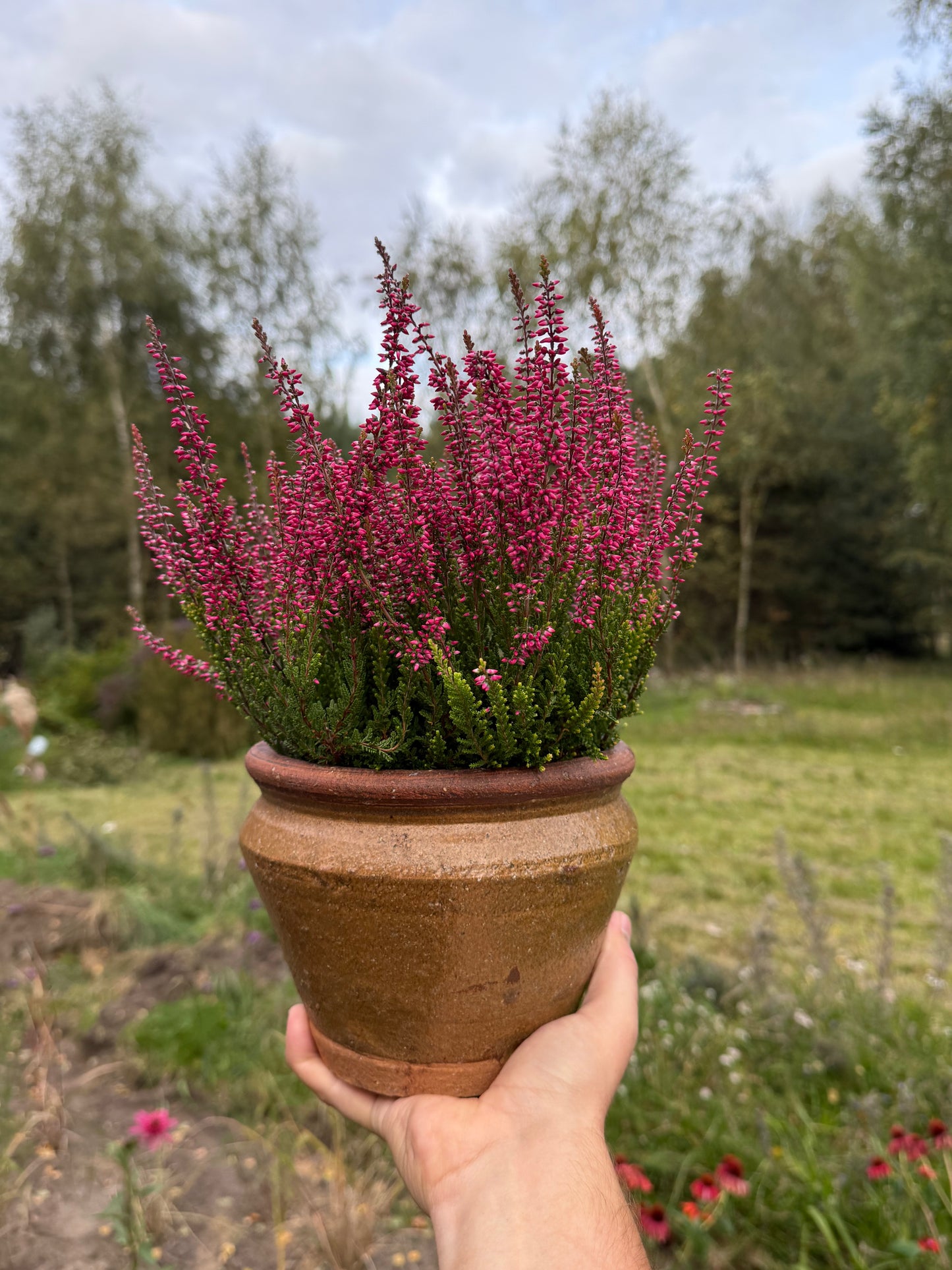 Wrzos zwyczajny Calluna vulgaris 'Selly'
