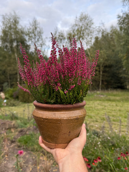 Wrzos zwyczajny Calluna vulgaris 'Selly'
